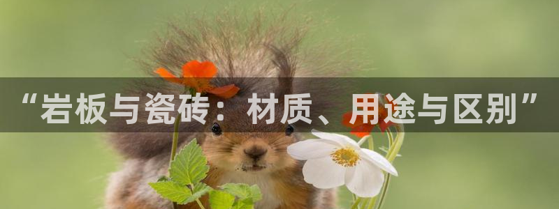 Bsport体育app必一